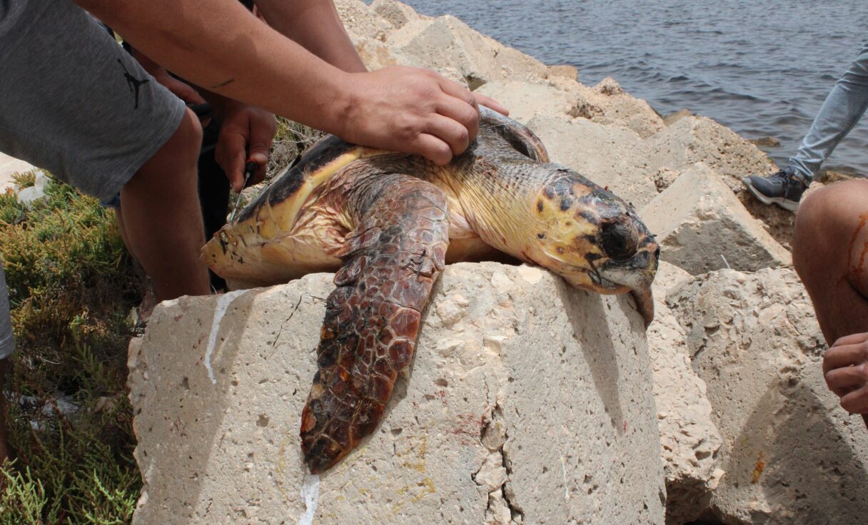 Turtle Seaqual Initiative