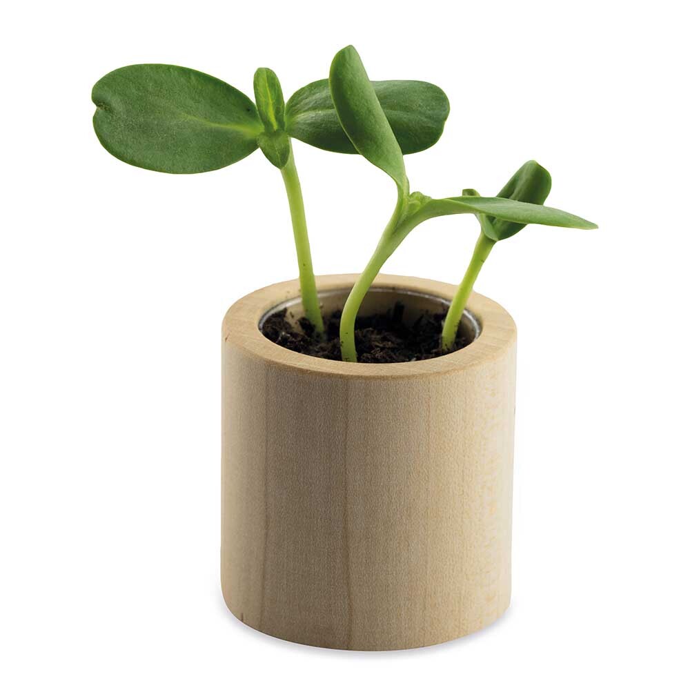 Pflanz-Holz mit verschiedenen Samensorten Made in Germany
