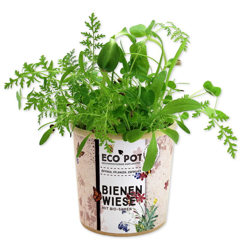 Planting cups different seed varieties Made in EU