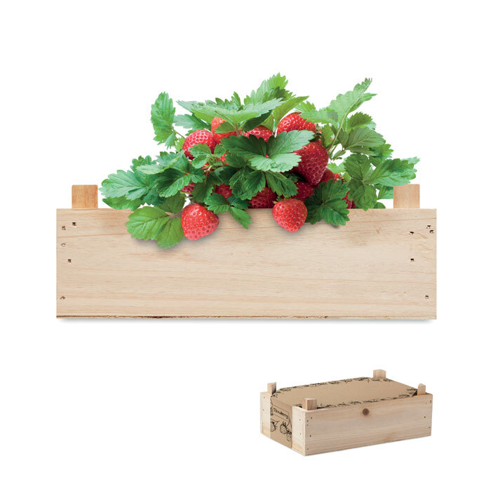 Saat-Set Erdbeere in Holzkiste 20,5 x 13 x 7,5 cm