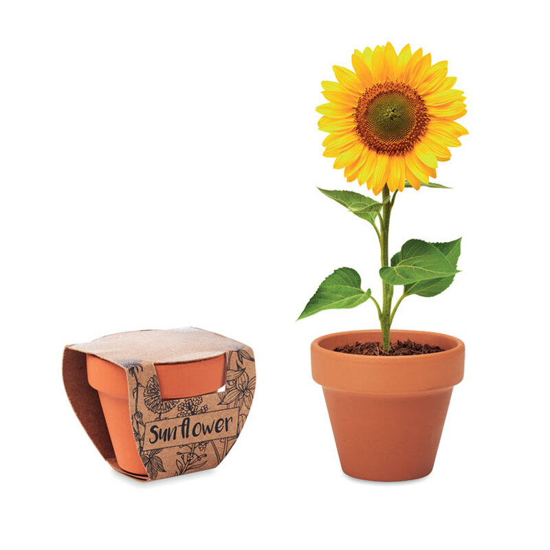 Tontöpfchen aus Terracotta mit Sonnenblumensamen 6 x 5,5 x 5 cm Made in Europe mit Logo bedrucken