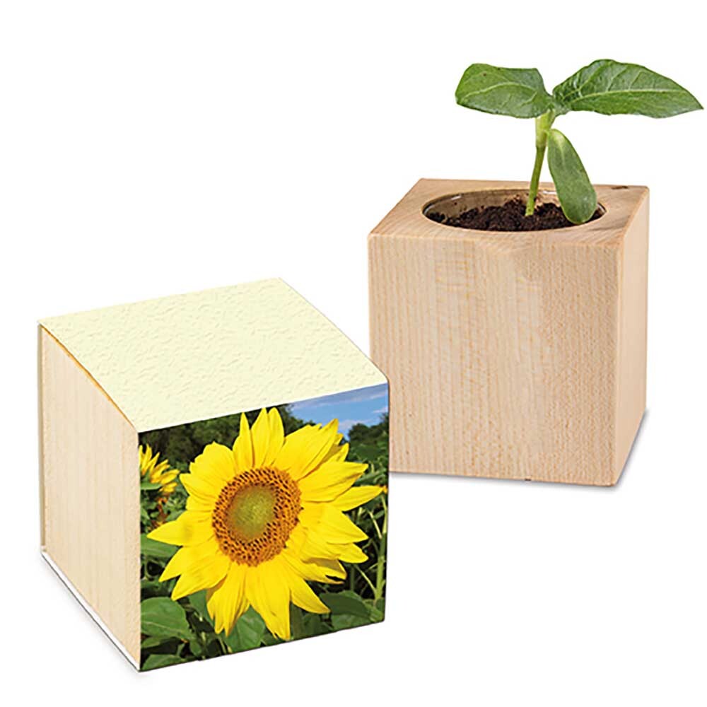 bb trading werbeartikel ag - Cubes de bois à planter dans une banderole en papier à l'herbe Made in Germany